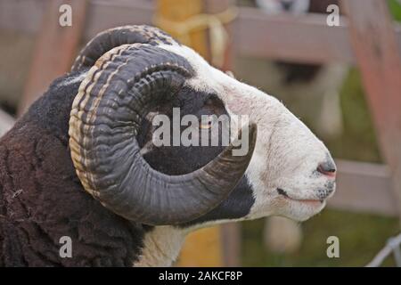 JACOP Schafe (Ovis aries). Ram oder männlich. Inländische Brut. Norden Lonsdale Landwirtschaft zeigen Ulverston South Lakes Cumbria. Stockfoto