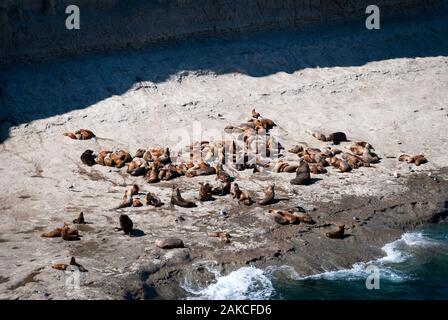 Eine Kolonie von Seelöwen auf den Felsen am Valdes Halbinsel, in Argentinien, Südamerika Stockfoto