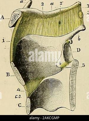 "Traité d'anatomie humaine: beschreibende Anatomie, Histologie, Développement. rungen Ihyro - aryté - Doïdieus inférieurs. - 5. Bänder crico - arténoïdiens. - 6, Bänder crico - tliyroïdiens latéraux, avec a, leurs faisceauxascendants, et a leurs faisceaux descendajits. - 7, Union du cricoïde avec la trachée. Anneaux de la trachée. Elle sétend du Nivernais inférieur de lanneau cricoïdienau Bord supérieur du Premier anneau trachéal et se trouve à sa partieantérieure renforcée par un petit Cordon, et médian, qui Abstieg comme elle ducricoïde sur la trachée beeinträchtigen. Nous rappellerons ici que pour mémoire, Stockfoto