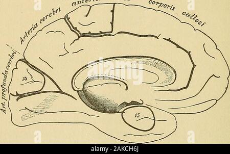 Handbuch der Wahnsinn für Praktiker und Studenten. Etwa mit den Bereichen der Verteilung der anterioren, pos-terior und mittlere Zerebrale Arterien. Die Tatsache, dass die Zentren für ci" J £ C^-. Abb. 4. Rede und Schreiben (die in einer Gehirnhälfte allein entwickelt) sind nicht in unserem Centro enthaltenen - Motor der Region, der merelyschematic Wert der Division erweist; trotzdem diese beiden wichtigen KORTIKALEN ZENTREN. 11 Zentren befinden sich in unmittelbarer Nähe zu dieser Region. Für Zwecke ofteaching wir eine scharfe Trennung der Zentren, die inreality oft in einen anderen Pass benötigen. Die Rede - Region, in Stockfoto