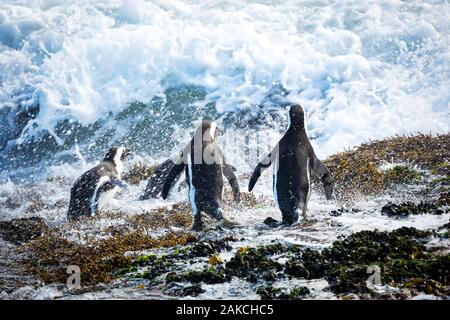 Drei afrikanischen Pinguine nur vor dem Sprung in das rauhe Meer an einem windigen Tag (Spheniscus demersus), Betty's Bay, Südafrika Stockfoto