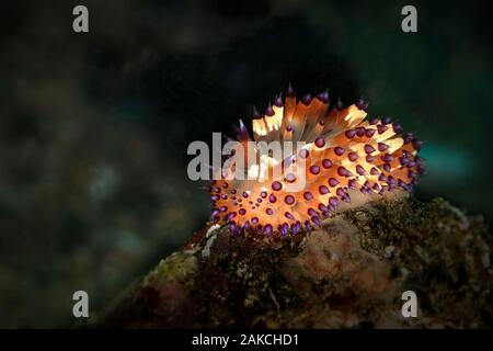 Nacktschnecke White-Spotted Janolus. Unterwasser Makrofotografie von Anilao, Philippinen Stockfoto