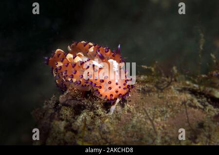 Nacktschnecke White-Spotted Janolus. Unterwasser Makrofotografie von Anilao, Philippinen Stockfoto