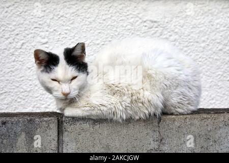 Heimatlose Katze sitzt an einer Wand Stockfoto