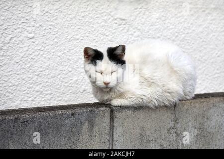 Heimatlose Katze sitzt an einer Wand Stockfoto