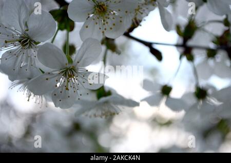 Kirschblüten nach unten hängen die Köpfe auf die Frucht auf einem Ast im Garten im Frühling. Stockfoto