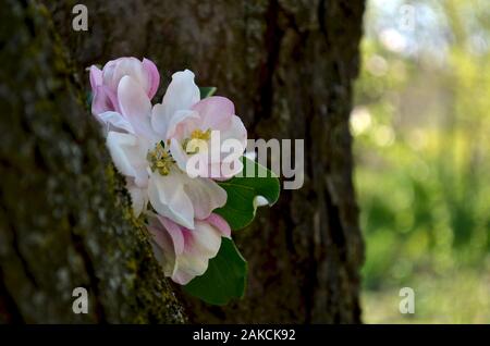 Ein Bouquet von apfelblüten peeks zwischen den Baumstamm auf der linken Seite. Stockfoto