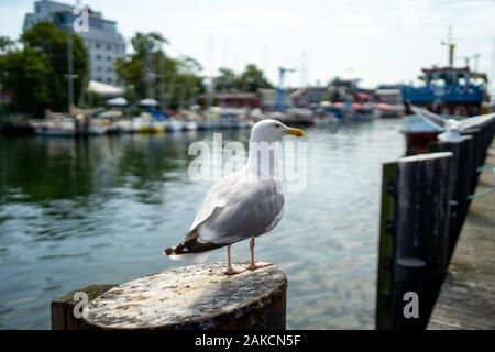 Eine große Möwe sitzt auf einem Geländer. Stockfoto