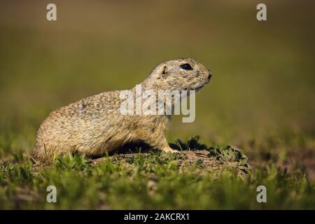 Porträt eines kleinen europäischen Erdhörnchen mit schwarzen Augen, stehend auf einem Boden mit grünem Gras an einem sonnigen Frühlingstag. Blurry braunen Hintergrund. Stockfoto