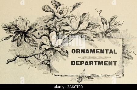 Obstbäume, Evergreens, Rosen, etcfor Florida und Küste Gürtel der südlichen Staaten. Der Name der Psid-iuin Lucidum, und dann in letzter Zeit Intro - PEPIXO, oder Melone Strauch. [Solanum Guatenaalense] (?) Wir dieses Werk fouryears kultiviert haben, aber obwohl Blüten pro waren - frei eingeführt, wir haben nicht anyfruit so weit zu sehen. Obst hat sich jedoch in mehreren Orten beenproduced, und ist der apale Zitrone Farbe, leicht Gestreifte withpurple, in Form und Größe ähnlich agoose Ei; Fleisch fest, Hellgelb, intexture wie ein Moschus Mellon; süß, aber gemildert mit einem erfrischenden, spicyand saure Aroma. Die Pflanze erreicht Stockfoto