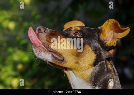 Junger Hund mit Zunge Süß rumhängen auf der Straße. Hund zeigt Zunge auf dem Hintergrund von grünen Bäumen. Stockfoto