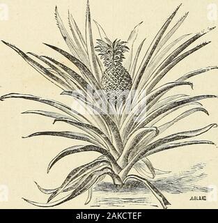 Obstbäume, Evergreens, Rosen, etcfor Florida und Küste Gürtel der südlichen Staaten. MUSA - Bananen. Harts Wahl - Mittel - wachsende Pflanze; Frucht des Feigenbaums Banane Klasse; buncheslarge; Eine ausgezeichnete Sorte. 50 Cent. Sinensis oder Cavendishii - von dwarfgrowth; sehr gute Frucht. Pflanzen selten wachsen über sechs oder sevenfeet. 50C. auf $ 1. Orinoco - größer als oben, und mit Blättern von großer ornamentaleffect; wertvolle für Bettwäsche aus insummer. Obst reift oft in thislatitude. 50C. auf $ 1. Daca - Von mittlerer Höhe; Frucht klein, aber von hervorragender Qualität. 50C. auf $ 1. V) Seide - Zarte Blattwerk; undersid Stockfoto