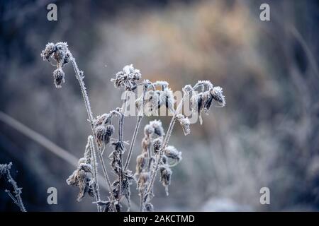 Den ersten Frost. Trockene Stiele der hohen Gras bedeckt mit Raureif. Stockfoto