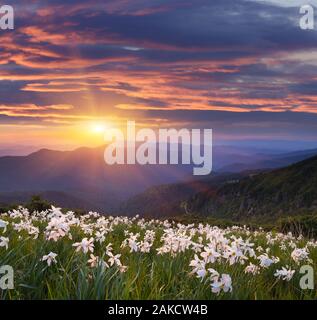 Abend Landschaft mit Blumen. Blühenden Narzissen in den Bergen. Die untergehende Sonne. Karpaten, Ukraine Stockfoto