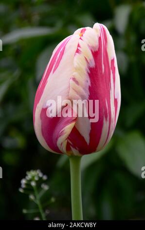 Weiß Rot zwei farbigen Tulip bud top vor dem Hintergrund der Garten. Stockfoto