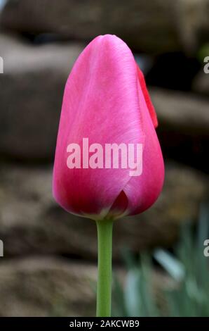 Pink Tulip bud auf der Straße vorne oben der Blume mit Stiel. Stockfoto