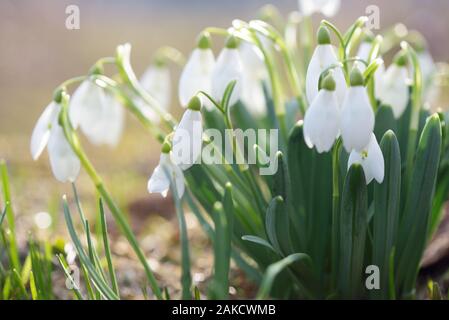 Erste Frühling Blumen. Bush weiß Schneeglöckchen. Primeln in der Wiese in den Bergen. Sonnigen Tag Stockfoto