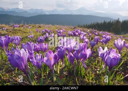 Frühling Landschaft. Berg Blumen. Blühende violette Krokusse auf der Wiese. Karpaten, Ukraine, Europa Stockfoto