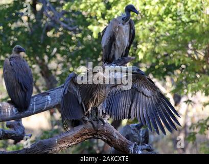 Chobe Elefanten Karkasse Bilder Stockfoto