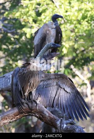 Chobe Elefanten Karkasse Bilder Stockfoto