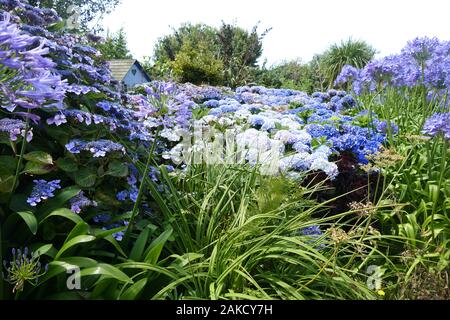 Agapanthus und Hydrangea Garten Stockfoto