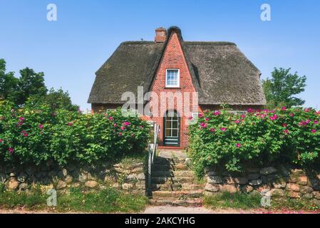 Deutsche Haus mit roten Backsteinmauer und Reetdach, Stone Fence und blühten Blumen und Rosen Bush vor dem Haus. Auf Sylt, Deutschland. Stockfoto