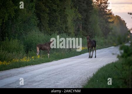 Elche, Elche (Alces alces) Stockfoto