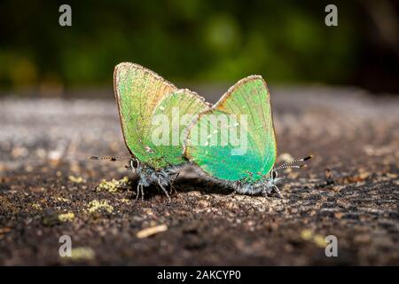 Grüner Zipfelfalter (Callophrys Rubi) Stockfoto