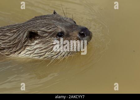 Eurasian Otter, Westland Wildlife Photography Center, Devon Stockfoto