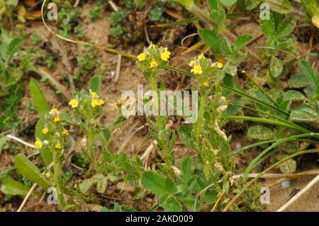 Sand Toadflax,' Linaria Arenaria', Kurz, klebrigen Haaren, gelb blühenden, selten. Gefunden in Sanddünen. Lebensraum Küste. Mai bis September. Braunton. Nort Stockfoto