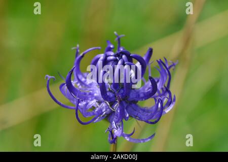 Round-headed Rapunzeln, 'Phyteuma Orbiculare "blaue Blumen lokal häufig auf Kreide Grünland in südlich der Themse in England. Wiltshire. Stockfoto