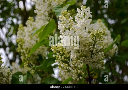 Die weiß grün beginnt ein Zweig der Flieder im Garten im späten Frühjahr zu lösen. Stockfoto