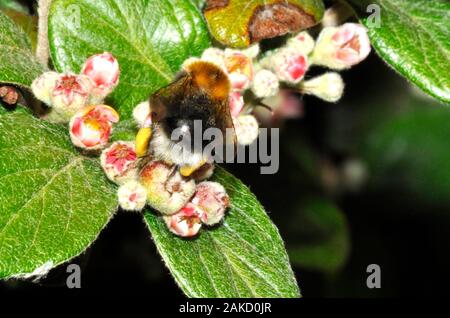 Baum, Hummel "Bombus hypnorum', weit verbreitete nach der Ankunft in Großbritannien im Jahr 2001. Hier auf cotoneaster Blumen. Deutliche Präferenz für suburbia und Wälder. Stockfoto