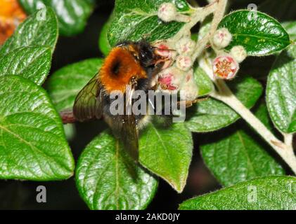 Baum, Hummel "Bombus hypnorum', weit verbreitete nach der Ankunft in Großbritannien im Jahr 2001. Hier auf cotoneaster Blumen. Deutliche Präferenz für suburbia und Wälder. Stockfoto