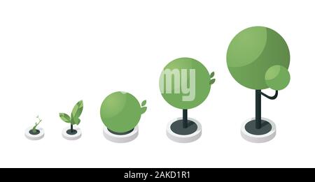 Baum Entwicklungsstadien isometrische Vector Illustration. Grüne Bäumchen Entwicklung Prozessschritte, Pflanze, die von kleinen zu großen Baum sprießen. Gartenarbeit, Gartenbau, Biologie Konzept Design Element Stock Vektor