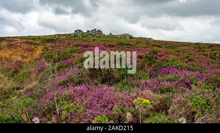 Heidekraut wächst auf Carn Kenidjack Hill, Tregeseal, Cornwall, Sommer 2019. Stockfoto