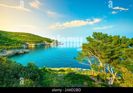 Vieste, Gargano rocky Wild Coast und Bäume bei Sonnenuntergang, Apulien, Süditalien, Europa. Stockfoto