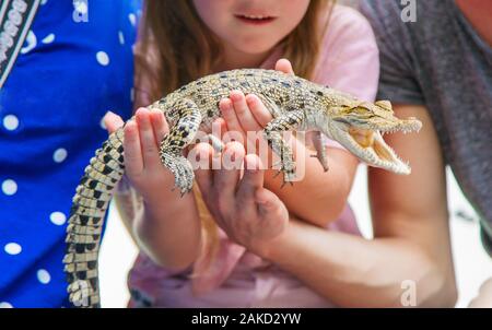 Das Kind hält ein kleines Krokodil in seinen Händen. Selektive konzentrieren. Natur. Stockfoto