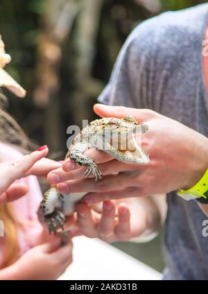 Das Kind hält ein kleines Krokodil in seinen Händen. Selektive konzentrieren. Natur. Stockfoto