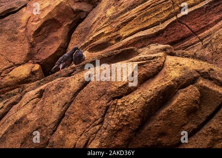 Zwei graue Tauben sitzen auf einem braunen Rock. Zwei graue Tauben auf Kalkstein Berge. Liebe, Taube, Tiere, Zucht Stockfoto