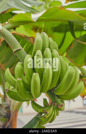 Banane Pflanze mit wachsenden Grüne unreife Bananen auf den Kanarischen Inseln. Stockfoto