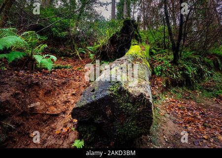 Große gefallenen Baumstamm in Moos bedeckt und von Farnen umgeben, Glenariff Forest Park im Herbst, County Antrim, Nordirland Stockfoto