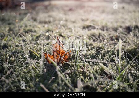 Eine Nahaufnahme eines trockenen Ahorn-Blattes in frostbedecktem Gras gegen das helle Morgenlicht. Stockfoto