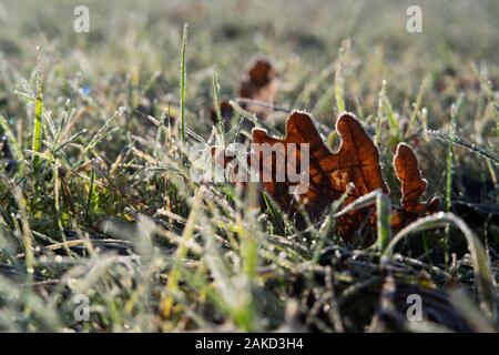 Eine Nahaufnahme eines trockenen Eichenblatts in frostbedecktem Gras gegen das helle Morgenlicht. Stockfoto