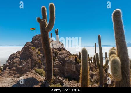 Isla Incahuasi in tne Salzsee Salar de Uyuni, Potosi, im Südwesten von Bolivien, Lateinamerika Stockfoto