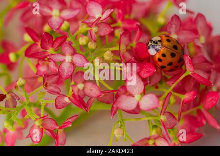 Marienkäfer sitzt auf einer Blume. Insekten, Marienkäfer close-up. Weiche und selektiven Fokus. Stockfoto