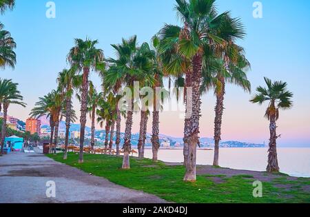 Die hohen schattenspendenden Palmen am Strand Malagueta mit Sonnenuntergang Himmel im Hintergrund, Malaga, Spanien Stockfoto