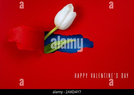 Eine White Tulip ist sichtbar von einem Loch im roten Papier. Im Inneren, eine blaue Farbe und ein grünes Blatt angezeigt. Stockfoto