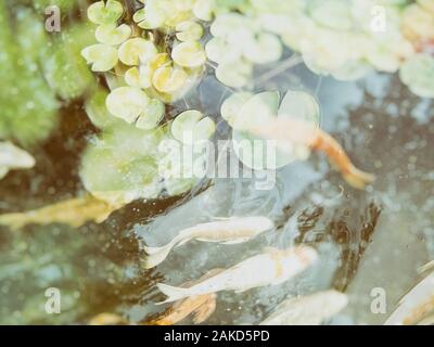 Koi im Gartenteich Stockfoto