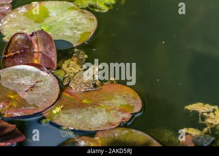 Ein Frosch steht auf dem Lotusblatt auf der Wasseroberfläche Stockfoto